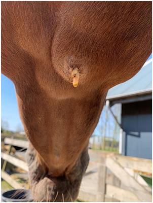 Detection and molecular characterization of Actinomyces denticolens causing lymph node abscessation in horses